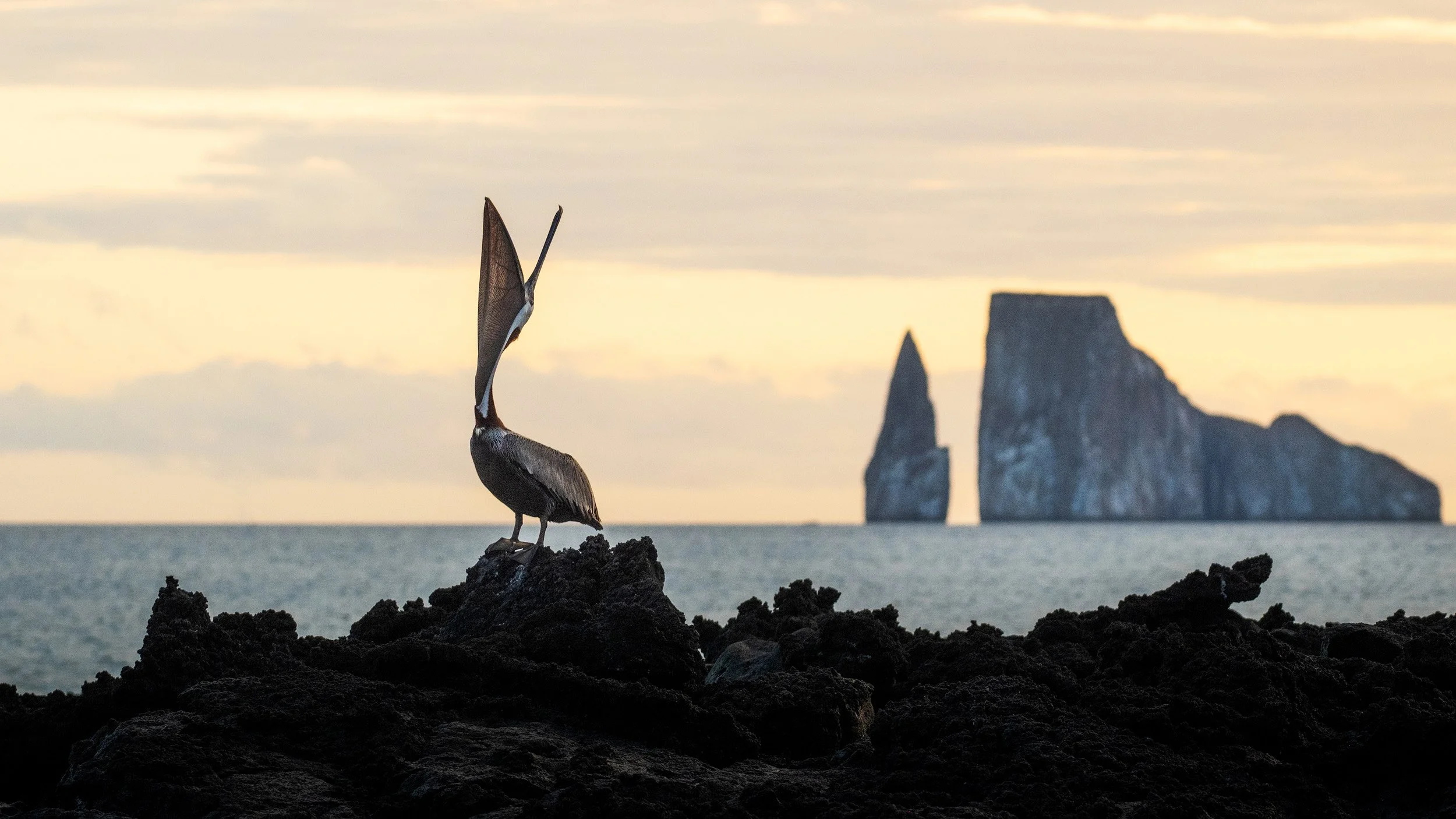 Galapagos 27 — Andy Mumford Photography